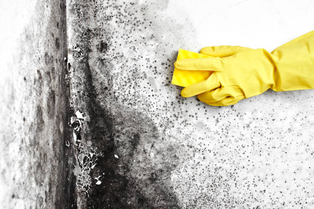 Best Emergency Mold Removal  in Aberdeen, MS