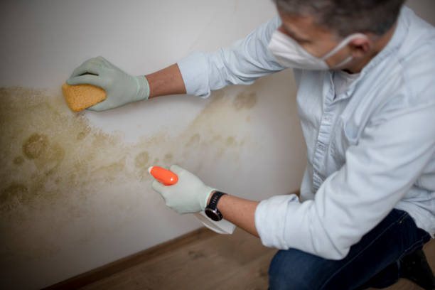 Best Commercial Mold Removal  in Aberdeen, MS