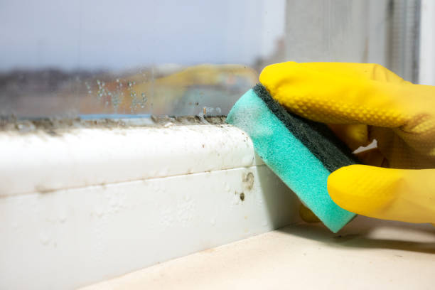 Office Mold Removal Services in Aberdeen, MS