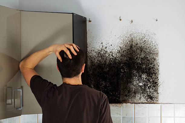 Best Mold Removal Company Near Me  in Aberdeen, MS