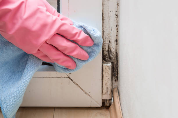 Best Mold Testing  in Aberdeen, MS