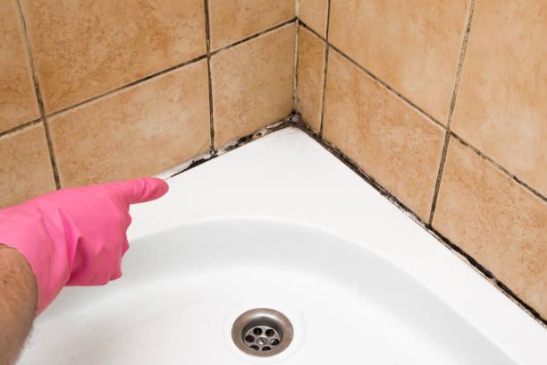 Professional Mold Removal in Aberdeen, MS