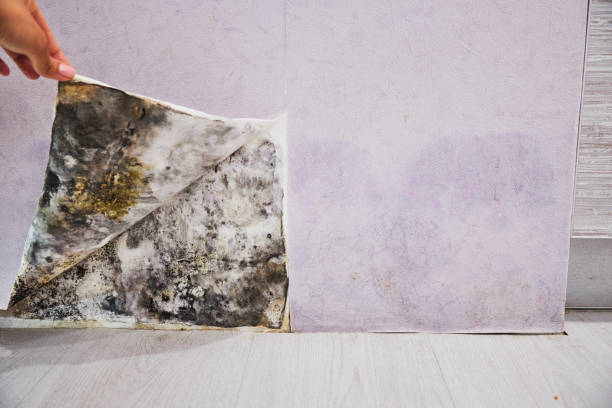 Best Mold Remediation  in Aberdeen, MS